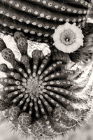 Saguaro flower (No. 1035)