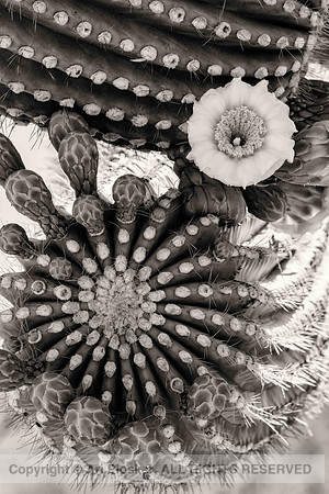 Saguaro flower (No. 1035)