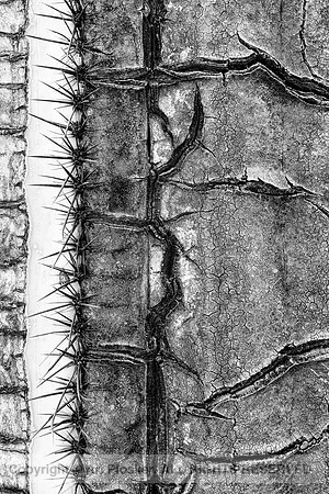 "Woody" saguaro at Bartlett Lake