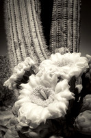 Saguaro flower bundle (No. 1581)