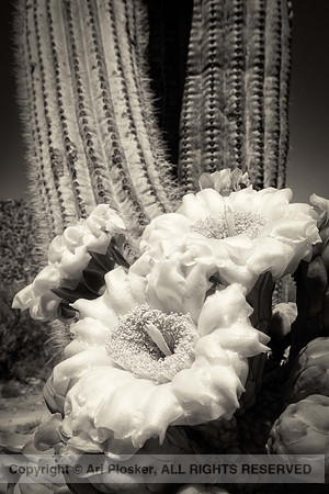 Saguaro flower bundle (No. 1581)