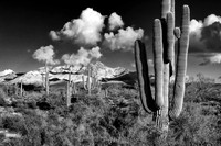 Saguaro and Snowy Four Peaks