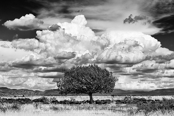 Lone Tree