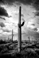 Saguaros In The Monsoon