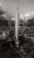 Saguaro Spines (No. 193)