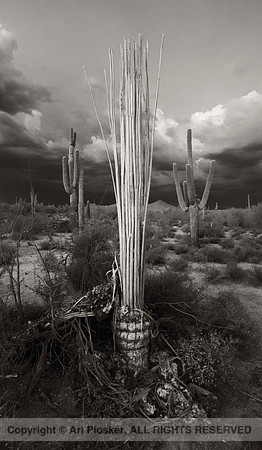 Saguaro Spines (No. 193)