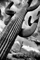 Greater Phoenix and Tucson Black and White
