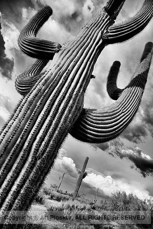 Crazy Cactus
