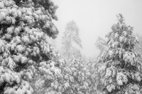 Snowy Pines and Fog