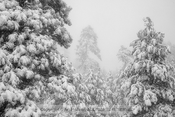 Snowy Pines and Fog