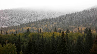 Aspens and Snowy Pines near Flagstaff, Arizona (No 2732)