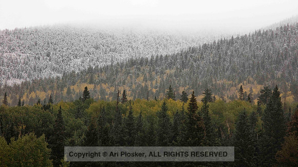 Aspens and Snowy Pines near Flagstaff, Arizona (No 2732)