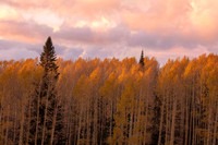 Last Light Over Aspens at Sunset, Snowbowl
