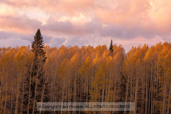 Last Light Over Aspens at Sunset, Snowbowl