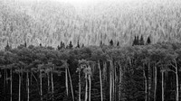 Aspens and Snowy Pines near Flagstaff, Arizona (No 2723)