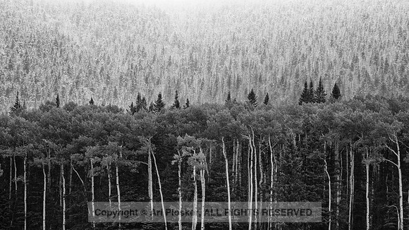 Aspens and Snowy Pines near Flagstaff, Arizona (No 2723)
