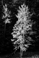Aspens at Snowbowl