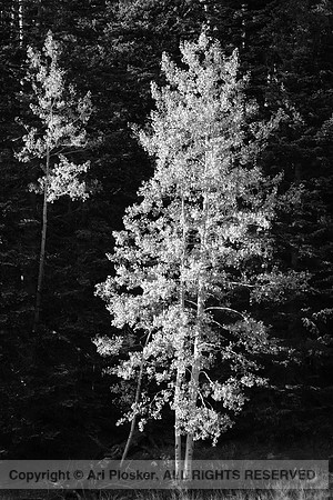 Aspens at Snowbowl
