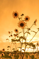 Flagstaff Summer WIldflowers (No. 7494)