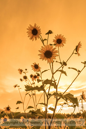 Flagstaff Summer WIldflowers (No. 7494)
