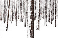Forest snow, near Flagstaff (No 6534)
