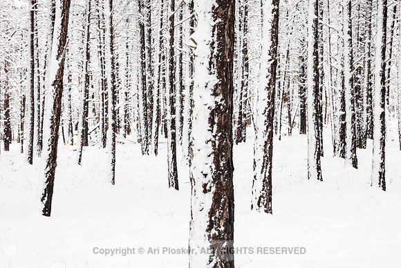 Forest snow, near Flagstaff (No 6534)