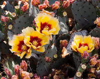 Opuntia Macrocentra (No. 230)