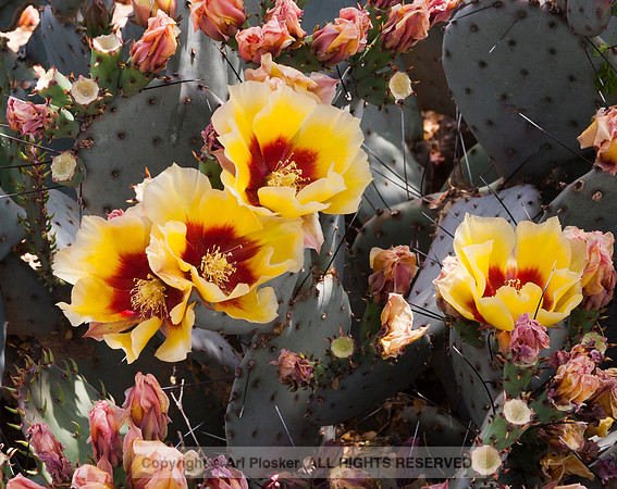 Opuntia Macrocentra (No. 230)