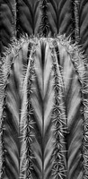 Striated Cactus