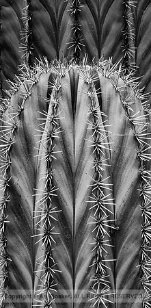 Striated Cactus