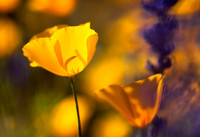 Mexican Gold Poppy (No. 279)