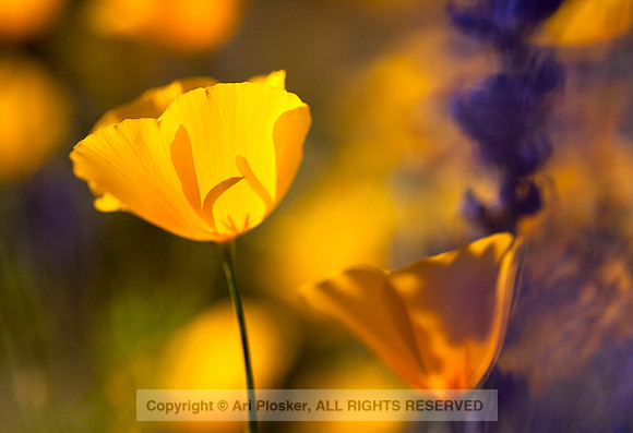 Mexican Gold Poppy (No. 279)
