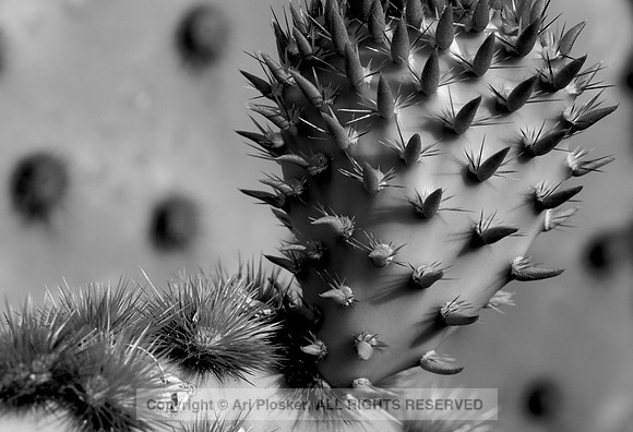 New Growth Prickly Pear