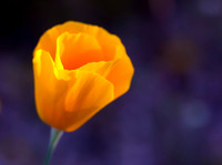 Mexican Gold Poppy Portrait (No. 206)
