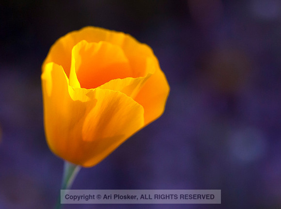 Mexican Gold Poppy Portrait (No. 206)