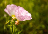 Mexican Evening Primrose (No. 306)