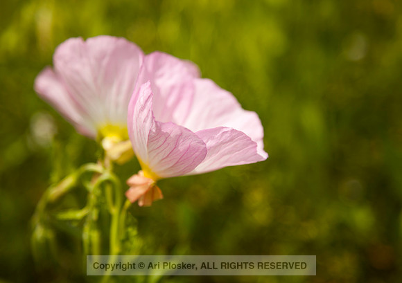 Mexican Evening Primrose (No. 306)