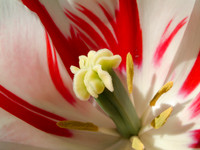 Tulip