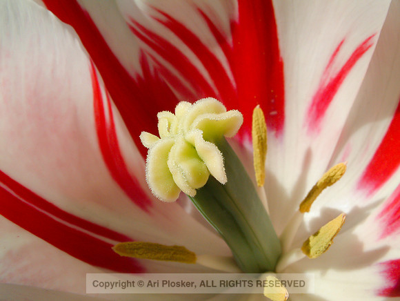 Tulip