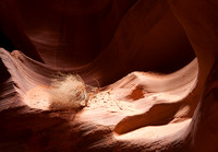 Tumbleweed in Antelope Canyon (No. 182)