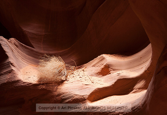 Tumbleweed in Antelope Canyon (No. 182)