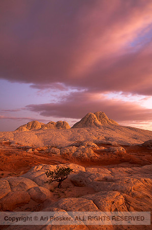 White Pocket at Dawn