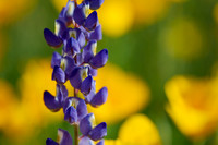 Lupine