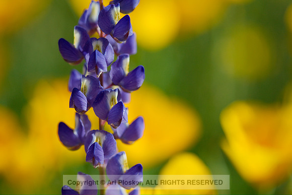 Lupine