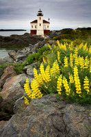 Bandon Lighthouse and Lupine