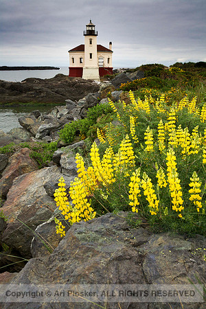 Bandon Lighthouse and Lupine