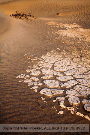 Mudflat (No 278)