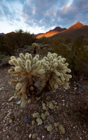 Teddy Bear Cholla 1