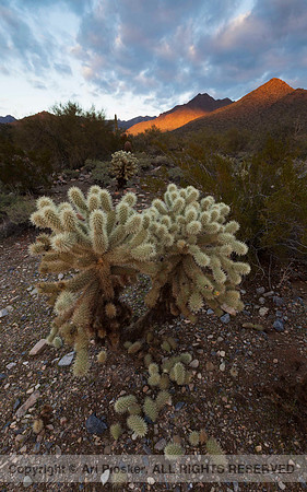 Teddy Bear Cholla 1