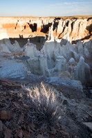"Burning Bush" at Coal Mine Canyon (No. 2349)